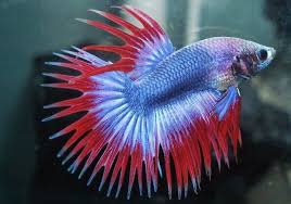 Cara Budidaya Ikan Cupang Talungtik News Betta Ikan Cupang Ikan