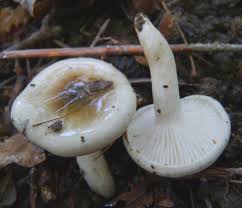 Image result for Hylebates cordatus