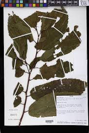 Image result for Clappertonia polyandra