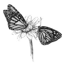 Butterflies Butterfly Sketch Butterfly Drawing Monarch Butterfly Tattoo