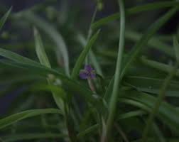 Image result for Murdannia tenuissima