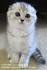 Scottish Fold Cat Breeders Near Me - Cat Kingpin