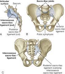 Related online courses on physioplus. Pelvis And Perineum Clinical Gate