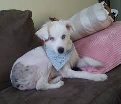 Contact our pet rehoming coordinator, or request zuchon shichon teddy bear dog rehoming services today. Dog Adoption In Salem Oregon