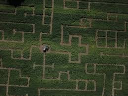 crossroads corn maze is a family's