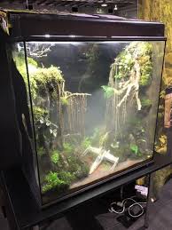 A Dagobah System Themed Terrarium Frog Terrarium Fish Tank Aquarium