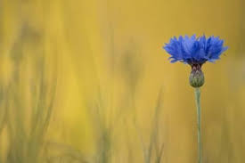 Blue Cornflower On Yellow Photographic Print Kathleen Clemons Art Com Flowers Photography Flowers Find Art