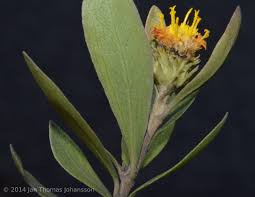 Image result for Distephanus