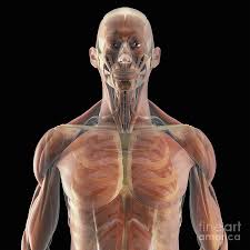 Muscles of upper torso actions, origins, insertions. The Muscles Of The Upper Body Photograph By Science Picture Co