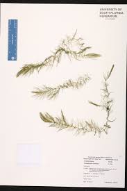 Image result for Ceratophyllaceae