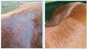 Treating Scratches Rain Rot And Mud Fever