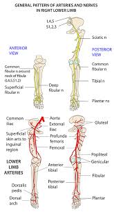 Bodytomy explains the anatomy, diagram, and function of the occipital bone. Instant Anatomy Lower Limb Nerves General Patterns