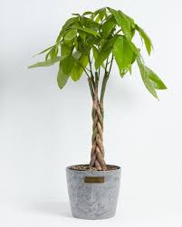 The money plant needs deep watering once every week or so, depending on the temperature and weather. Money Tree For Delivery Tropical Indoor Plants Lively Root