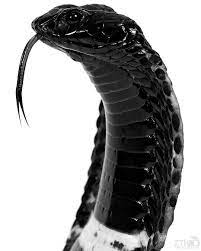 Pin On Black White Photography