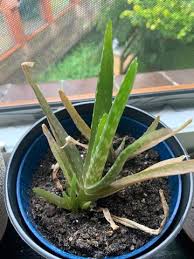 Sie hat nicht so viele zweige( wenn mann die reinste katastropfe!! Warum Verfarbt Sich Meine Aloe Vera Aloe Vera Pflanze