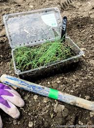 To plant the leek seedlings, gently remove the seedling from the planting pot, using the lead tip of a pencil to help ease it out of the soil without breaking the root. How To Plant Leeks In The Garden Gettystewart Com