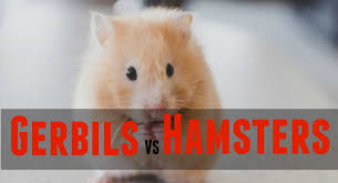 If the temperature goes below 5 degrees fahrenheit, they go into hibernation. Gerbils Vs Hamsters Pbs Pet Travel