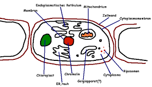 Aufbau Einer Zelle Cytologie Schoolwork De