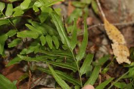 Image result for Lindsaea ensifolia