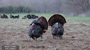 At 18 months, you can estimate the process weight to be 20% less than live weight. Wild Turkey State Of Tennessee Wildlife Resources Agency