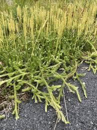 Image result for Lycopodium