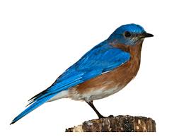 Pin By Logowik On Free Png Images Blue Bird Nature Birds Bird Pictures