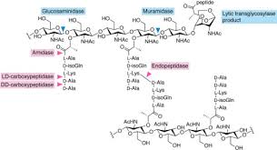 Maybe you would like to learn more about one of these? Uncovering The Activities Biological Roles And Regulation Of Bacterial Cell Wall Hydrolases And Tailoring Enzymes Journal Of Biological Chemistry