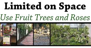 Rejuvenate the tree by the removal of old wood in such a way that encourages the formation of new wood (remove no more than 1/3 of the wood in one year). Limited On Space Use Fruit Trees And Roses Green Thumb Nursery