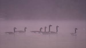 From wikimedia commons, the free media repository. Kanadagans Nebel Deutschland Rm Video 816 336 802 In Hd Framepool Stock Footage