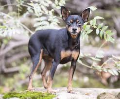 Over 563 min pin pictures to choose from, with no signup needed. Say Hello To The Miniature Pinscher The Big Little Dog K9 Web