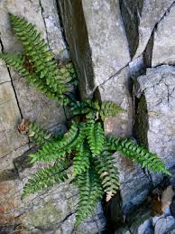 Image result for Asplenium pumilum