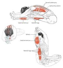 Physics Of Yoga Janu Sirsasana Yoga Anatomy Yoga Human Body