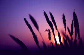 Sunset Hd Wallpapers 9to5animations Com Hd Wallpapers Gifs Backgrounds Images Download hd wallpapers tagged with sunset from page 1 of hdwallpapers.in in hd, 4k resolutions. hd wallpapers gifs backgrounds images