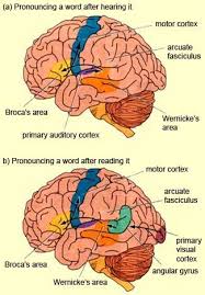 The Brain From Top To Bottom Human Brain Brain Based Learning Brain Anatomy