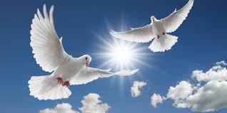 Janine Butcher Bird Wallpaper Weisse Taube Friedenstaube Bilder