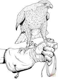 Pages indian tribes of north america coloring book. Coloring Pages Of A Baby Falcon 35 Printable Moana Coloring Pages Kathye Anayelizavalacitycouncil Com