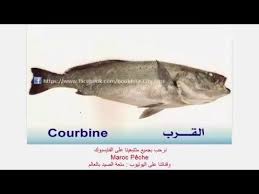 أسماء الاسماك بالمغرب الجزء الثالث Pesca Marruecos