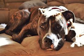 The pitbull bulldog mix is known as bullypit. Pitbull Bulldog Mix 10 Amazing Facts That Everyone Loves About This Pit Mix American Bully Daily