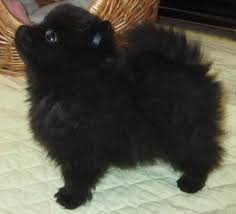 Black And Brown Pomeranian For Sale Pin By Liu Shiling On Puppies Black Pomeranian Puppies Pomeranian Dog Pomeranian Puppy