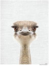 Aussie Animal Print Amber The Emu In 2020 Cute Australian Animals Australia Animals Animals