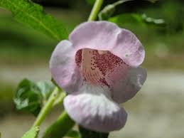 Image result for Ceratotheca sesamoides