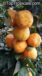 Image result for Citrus reticulata