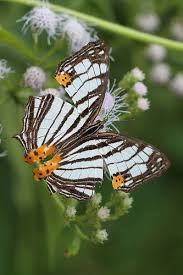 Mapwing Butterfly Cyrestis Maenalis Negros Beautiful Butterflies Butterfly Pictures Butterfly Flowers