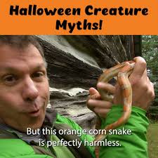 Wild Kratts