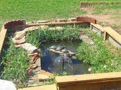 Mit dieser vorrichtung, die sie leicht selber bauen können. 23 Wasserschildkroten Gehege Ideen Wasserschildkroten Schildkrote Schildkrotenteich