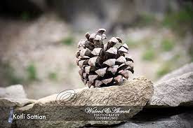 Faizul bari said that the global environment facility. Pakistan Is Among World Top Pine Patriata New Murree Facebook