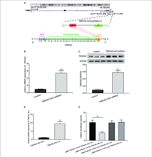 Tnrc6c As1 Regulates Tnrc6c Expression At Both The Mrna And