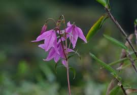 Image result for Liliaceae