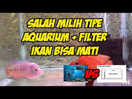 Biasanya menggunakan ukuran tank panjang mulai dari 120cm, 100cm, 80cm, 75cm dll. Memilih Jenis Aquarium Filter Untuk Ikan Louhan Hias Dengan Benar Kalau Salah Ikan Bisa Mati Youtube