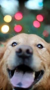 Animal Apple Iphone 5 640x1136 1271 Wallpapers Dogs Golden Retriever Dog Lockscreen Golden Retriever